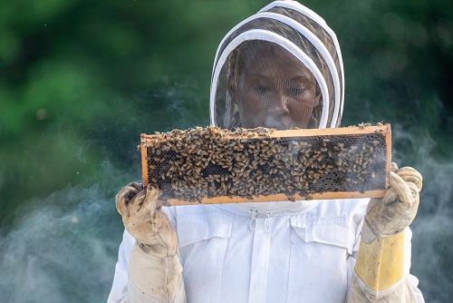 Le métier d’apiculteur